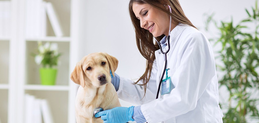 Зачем нужна ветеринарная клиника?