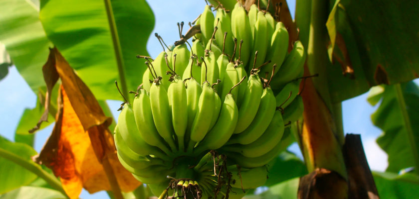 Где растут бананы?